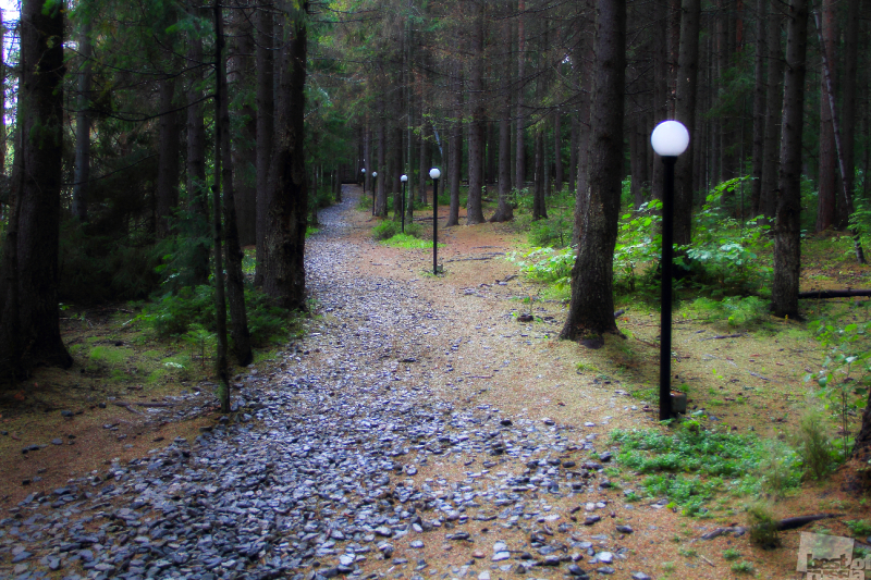 Дорога в сказочный лес