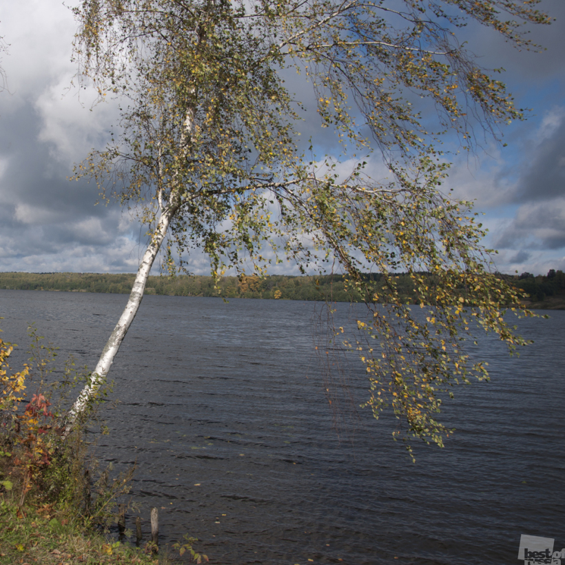 осень, волга, березка