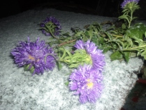 Цветы на первом снеге