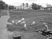 Пастух на фоне города