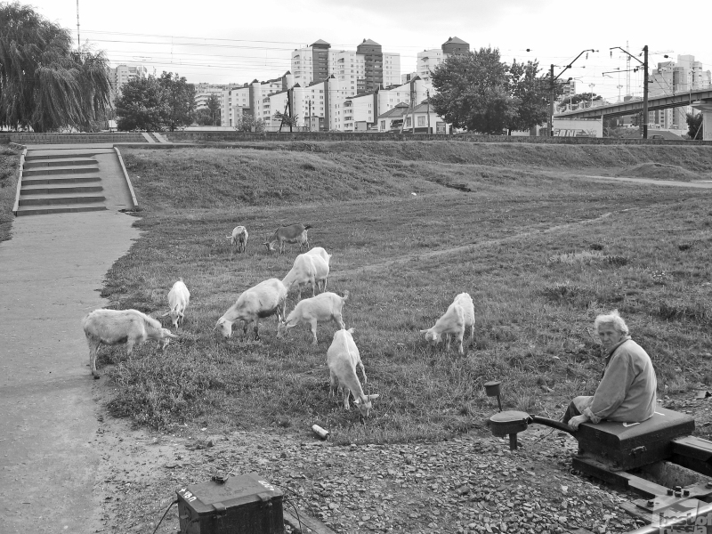 Пастух на фоне города