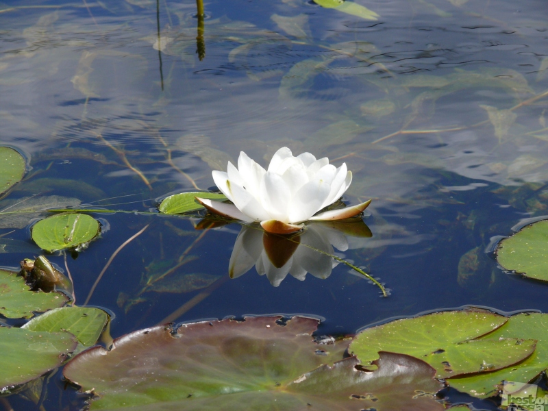 Waterlily Waterlily