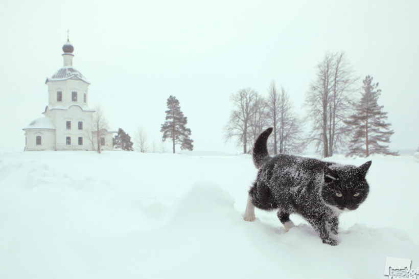 Снежка