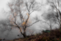 Осень, туман
