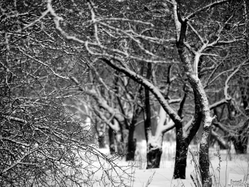Деревья в снегу.