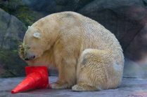Белый медведь в Московском Зоопарке