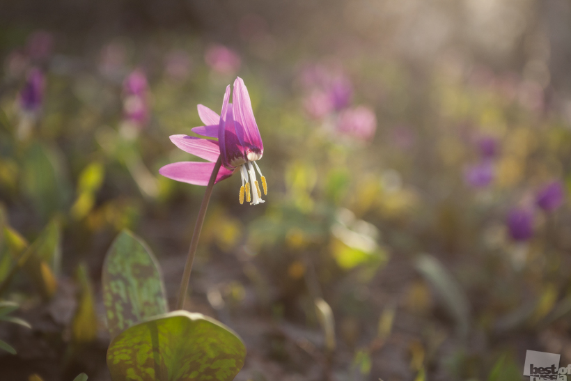Siberian Fawn Lilies in bloom...