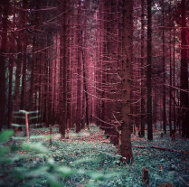 таинственный лес