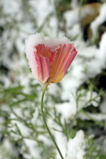 Цветок и снег