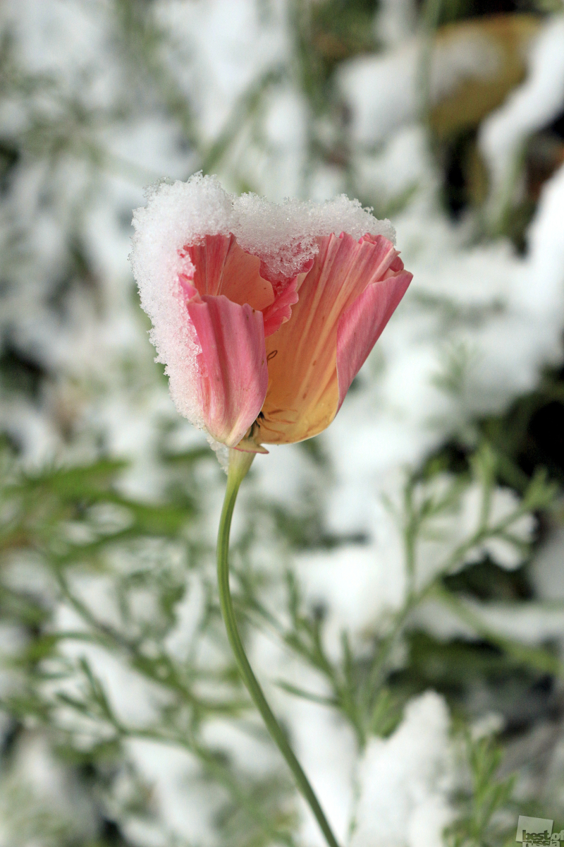 Цветок и снег