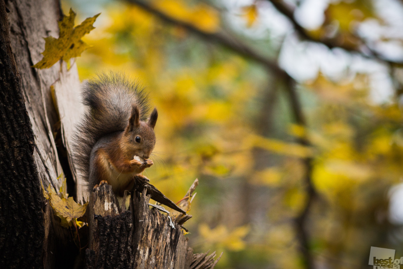 Red Squirrel in Kuzminki Forest Park