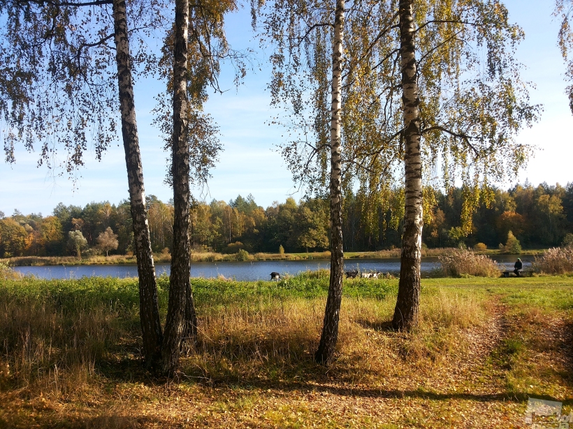 Сельский пейзаж