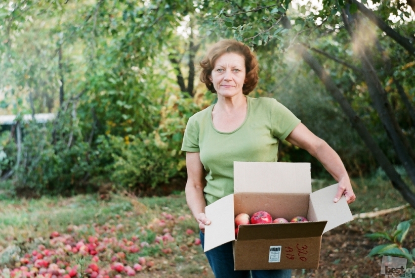 The harvest