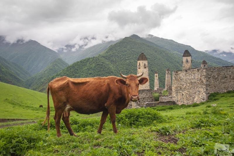 At the mountains of Ingushetia