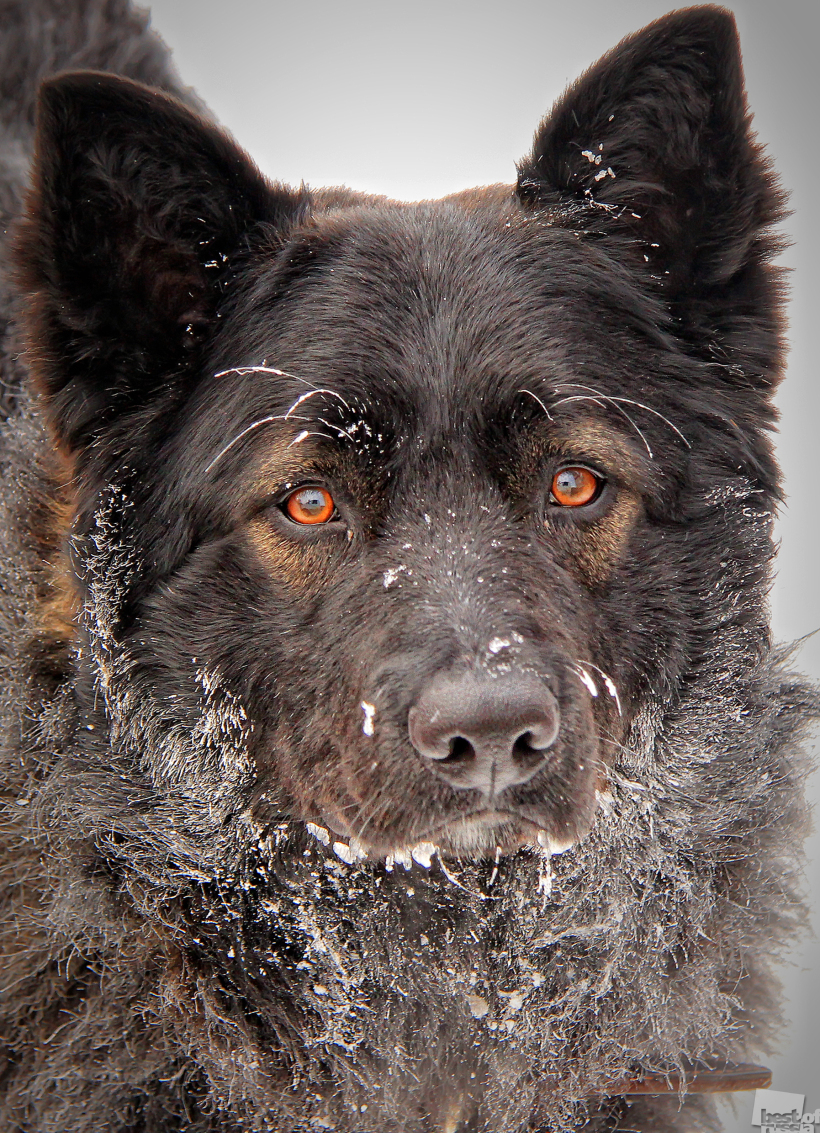 Winter dog