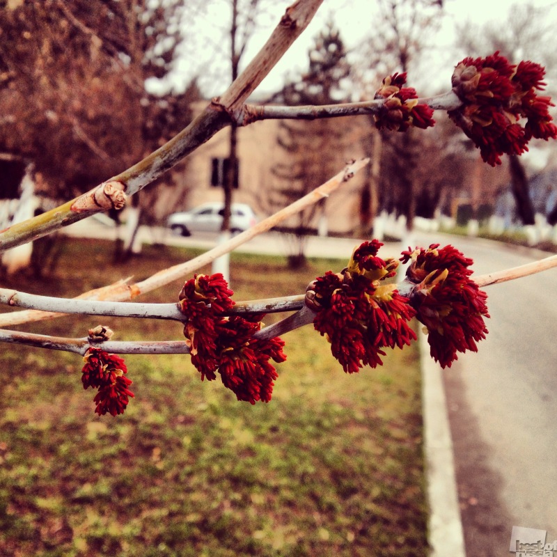 Ясень