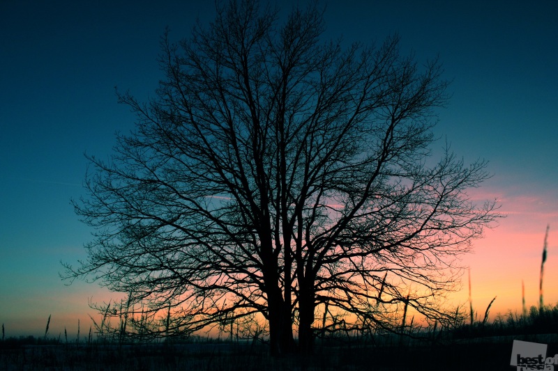 Дерево в закатном свете