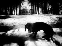 Собака черная весной в Середниково