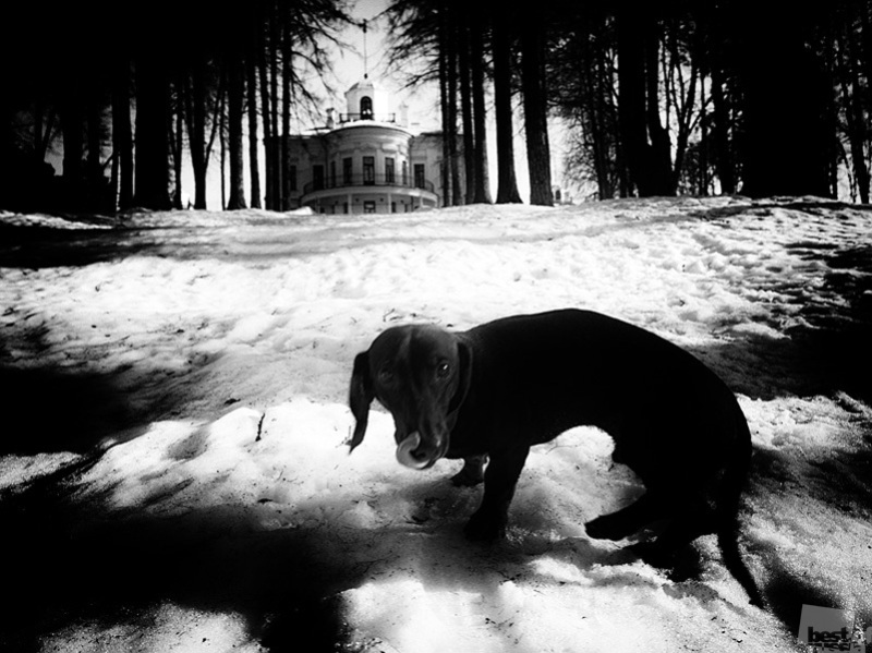 Собака черная весной в Середниково
