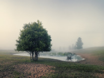 Дерево у пруда на пастбище утром в Сукромнах