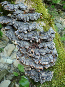Многоликие грибы
