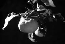 Яблочный сезон