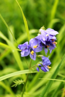 Музыка цветов