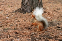 Лесной огонёк