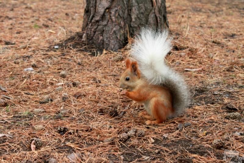 Лесной огонёк