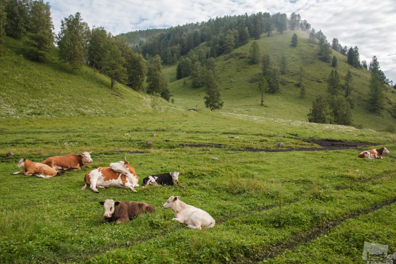 Горно Алтайская корова