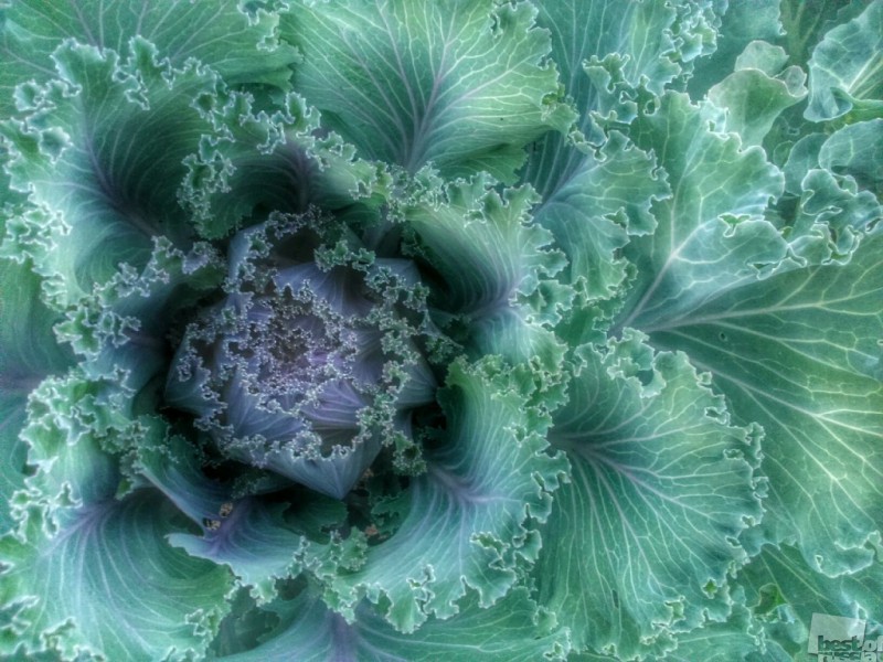 Cabbage fractal. To be continued...