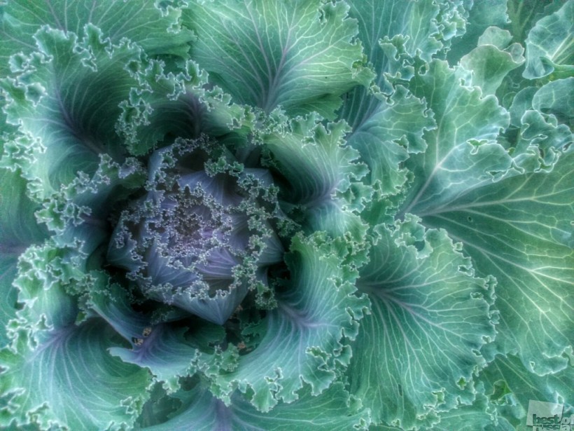 Cabbage fractal. To be continued...