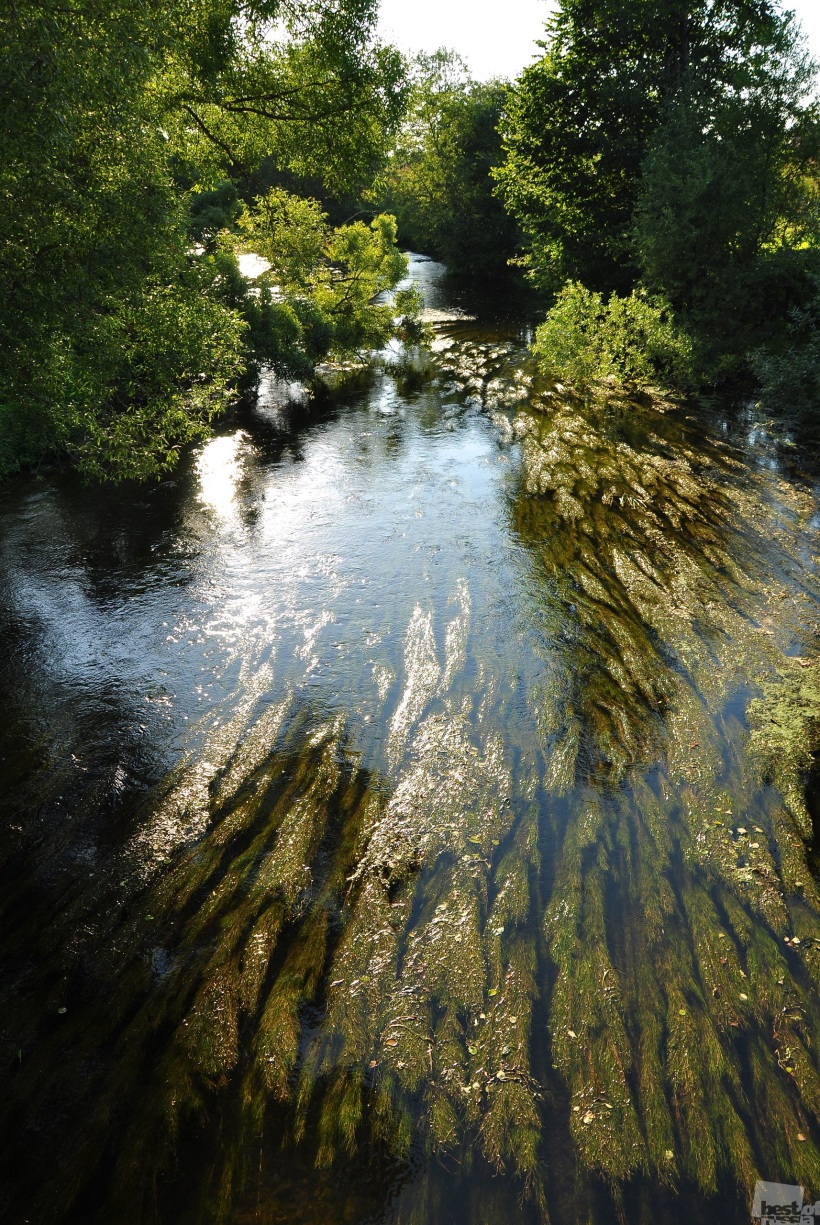 Водоросли