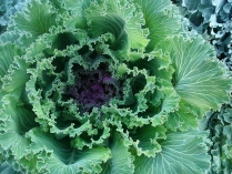 Cabbage fractal. Read more ...