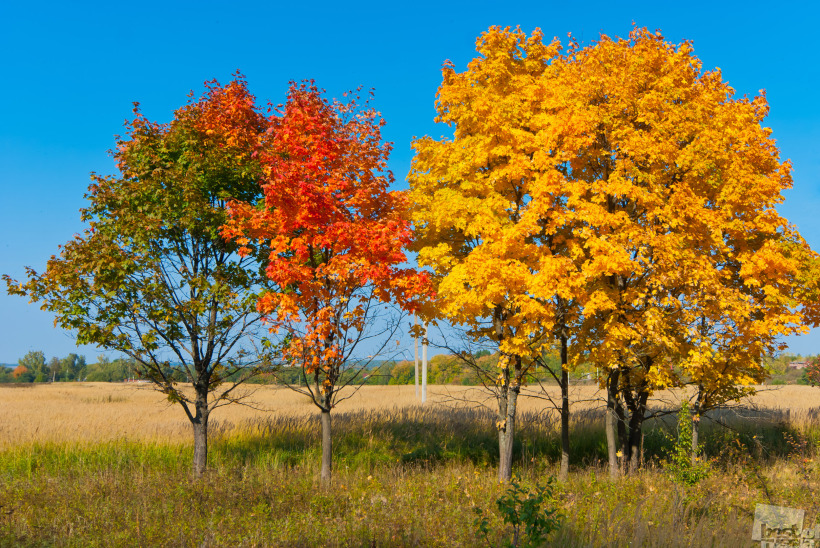 Maple light