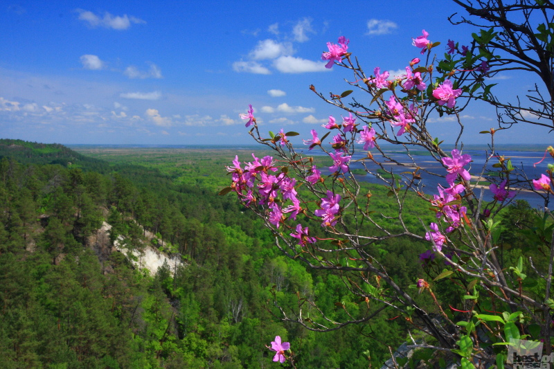 Багульник Приморский край