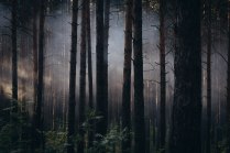 Таинственный лес