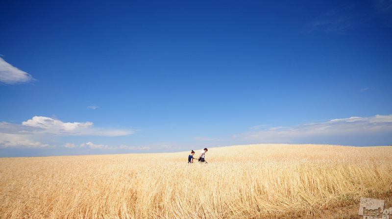 Прогулка по пшеничному полю
