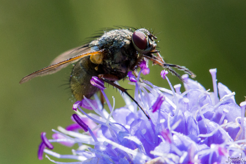 Fly