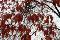 Осенние деревья