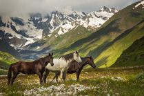 Свободные лошади Кавказа
