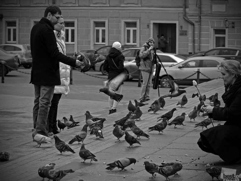 Moscow pigeons