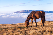 Облака и черногривая лошадка
