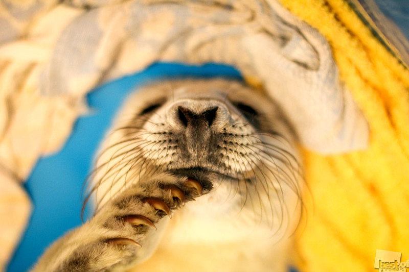Детеныш серого тюленя в Центре реабилитации морских млекопитающих