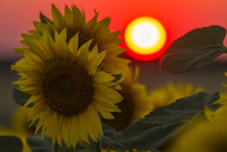 Sunflower - a symbol of summer in the Don land