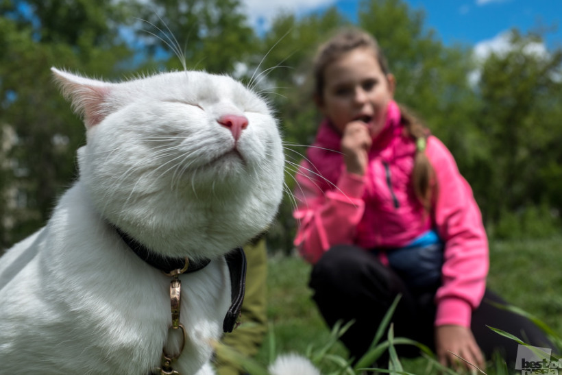 Портрет неизвестного кота гуляющего с девочкой