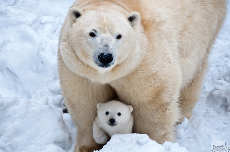 Медведица и ее дочка