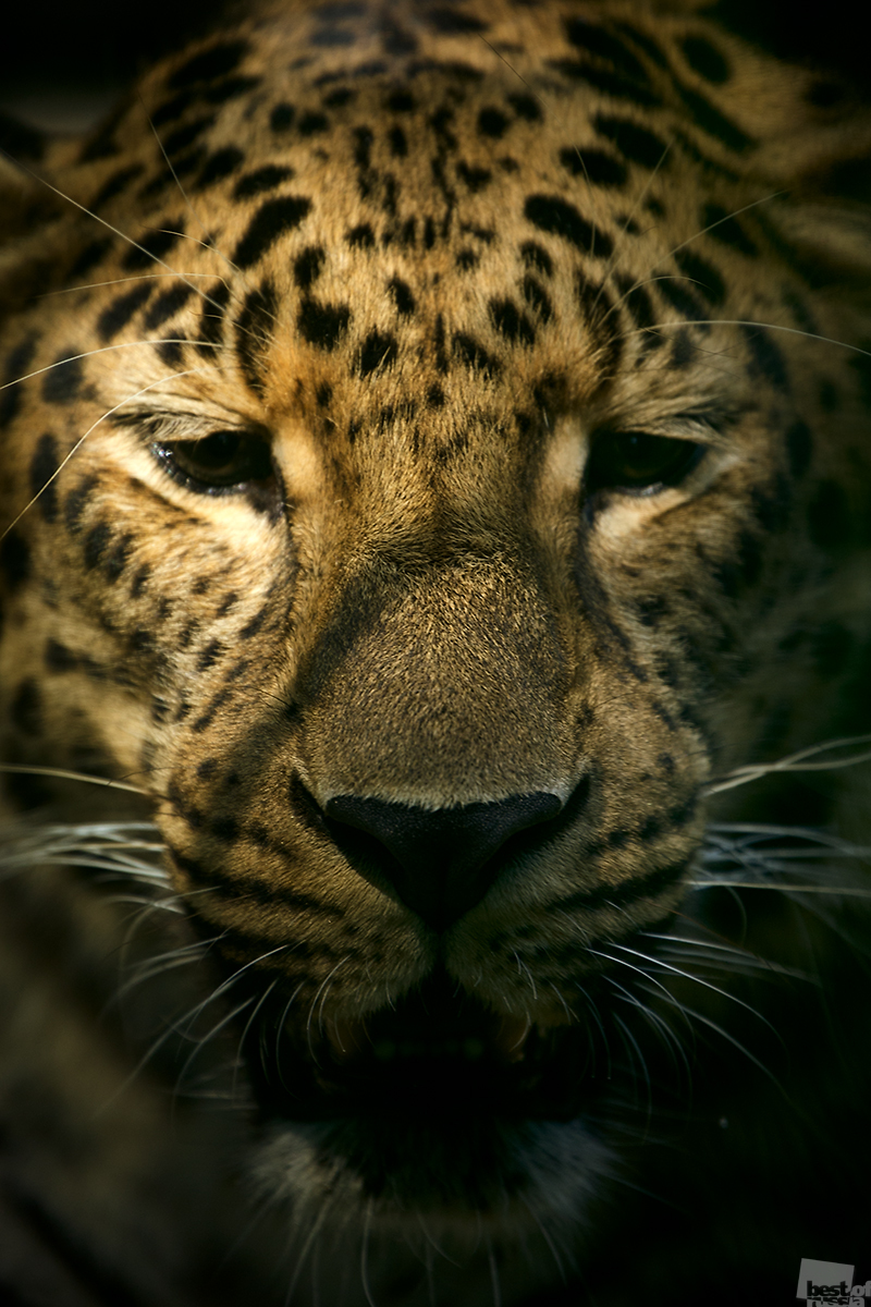 Уставший леопард