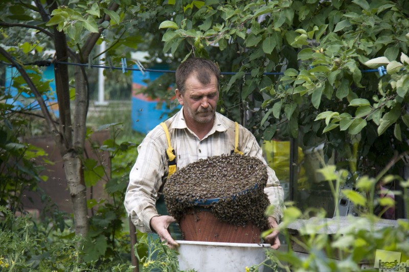 Когда роятся пчелы