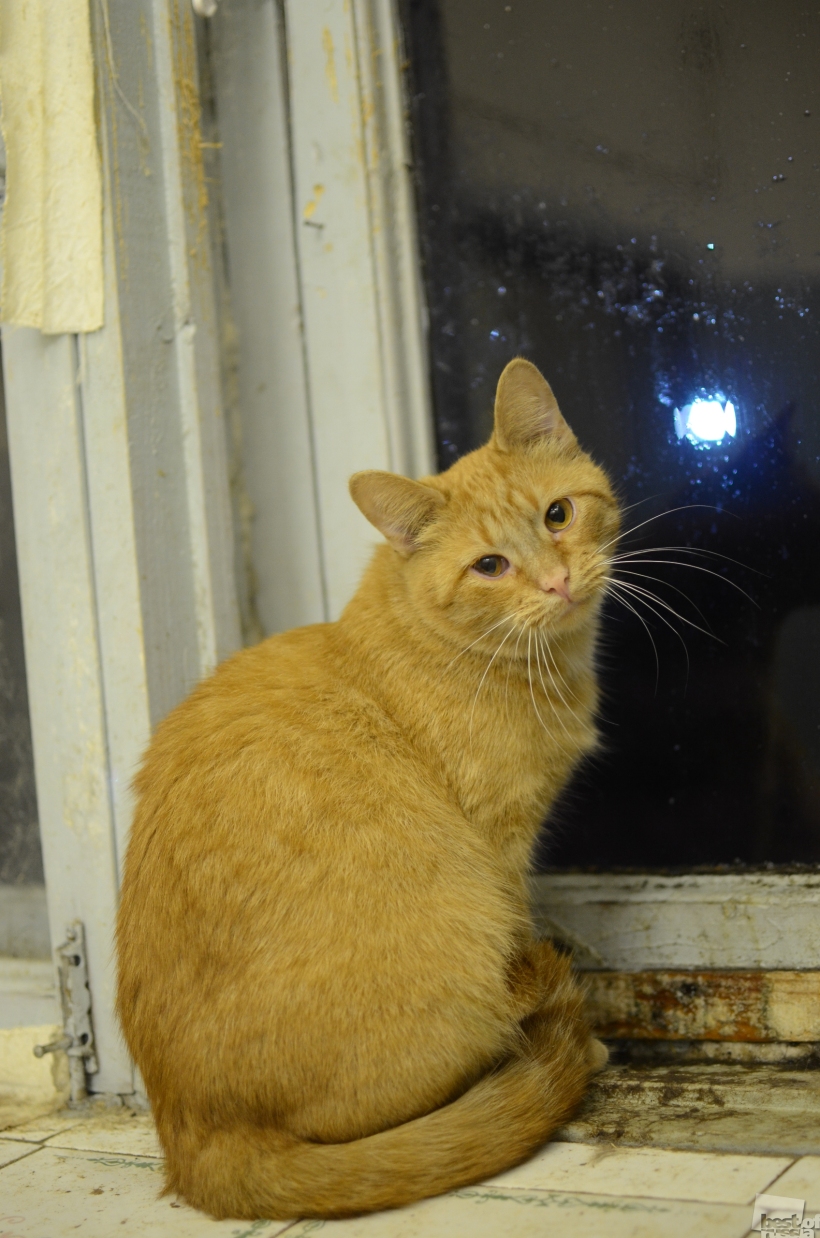 Кошачий приют
